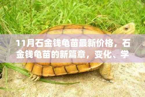 11月石金钱龟苗最新价格,新篇章中的变化、学习与自信力量