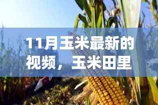 11月玉米田里的温馨日常,田间小时光