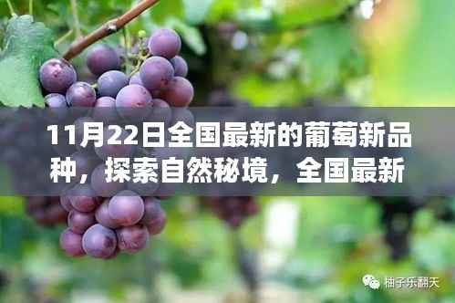 全国最新葡萄品种探索之旅,秘境中的宁静与喜悦之果