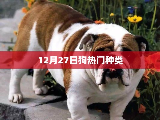 12月27日热门犬种大盘点