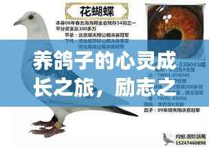 养鸽子的心灵成长之旅,励志之路大放异彩