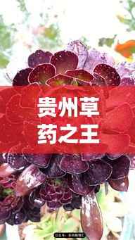 贵州草药之王,揭秘最昂贵的前十名草药榜单