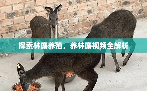 探索林麝养殖,养林麝视频全解析