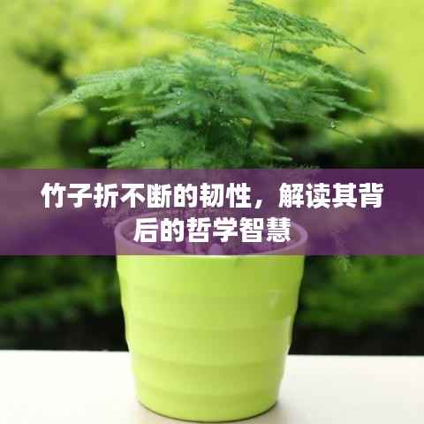 竹子折不断的韧性,解读其背后的哲学智慧