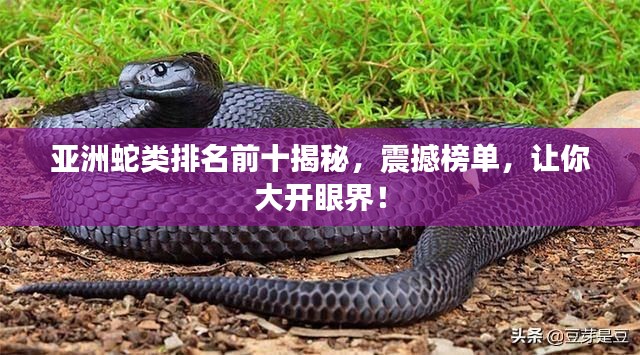 亚洲蛇类排名前十揭秘,震撼榜单,让你大开眼界!